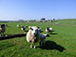 The neighbours!