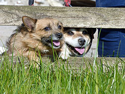 Happy dogs!