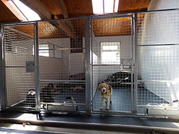 Dog Kennels