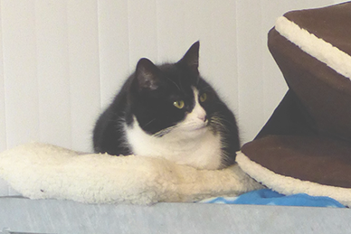 Brand New Cattery