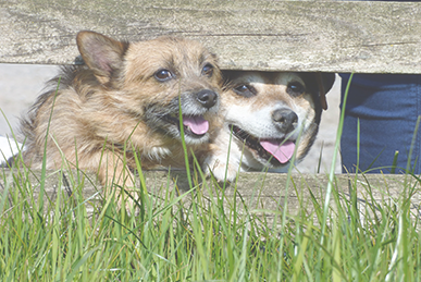 Doggy Day Care